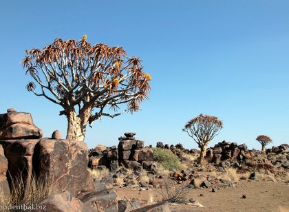 Köcherbaumwald von Namibia