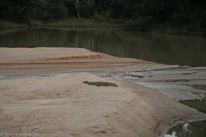 kleines Krokodil am Ufer