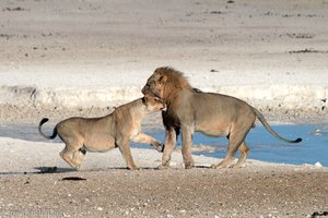 Safari im Etosha Nationalpark