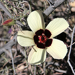 Blüte am Rande beim Hoba Meteorit