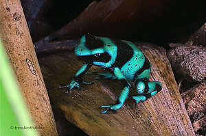 Baumsteiger- oder Farbfrosch