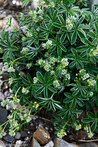 Verbundener Frauenmantel (Alchemilla conjuncta)