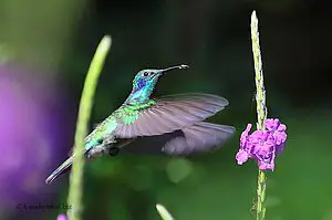 Ein Kolibri im Schmetterlingsgarten