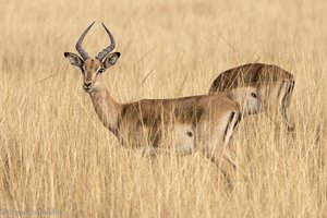 Impala in Swasiland