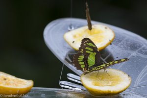 Pracht-Passionsfalter lieben Zitrusfrüchte - Quindío in Kolumbien.