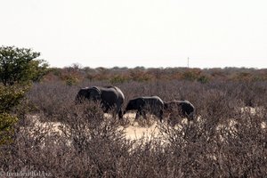 die ersten Elefanten im Etosha Nationalpark