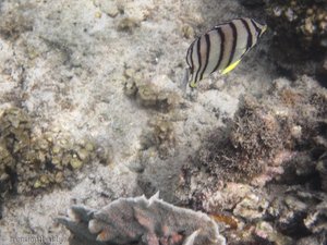 Korallenfisch (?) vor Pulau Tiga