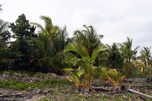Palmen am Karibik-Strand