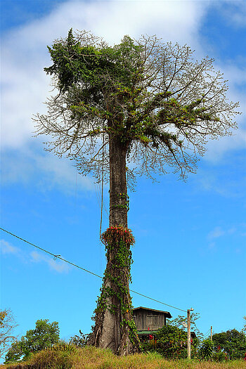 Nationalbaum eines Latino-Landes am Río San Carlos