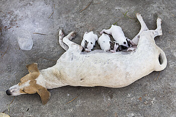 Hund mit Welpen in Dala