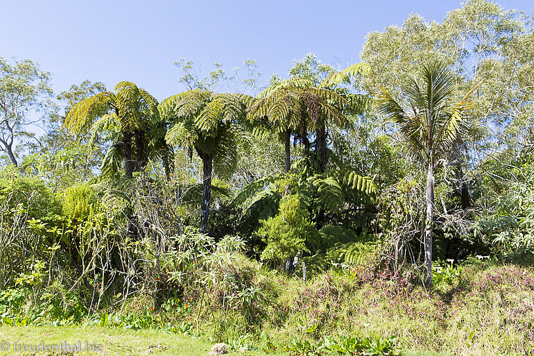 Baumfarn im Fôret de Bélouve auf La Réunion