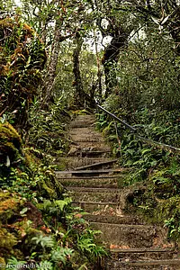 eine der vielen Treppen beim Aufstieg auf den Kinabalu