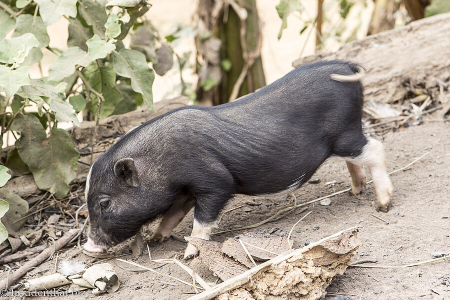 Eines der vielen kleinen Ferkel, die durch das Khmu-Dorf rennen.