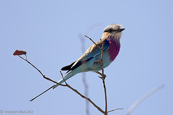 Gabelracke bei den Red Rocks im Krüger Nationalpark