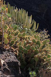 Kakteen und Wolfsmilchgewächse im Süden von Teneriffa