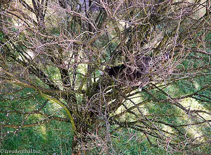 Kugelakazie im Revier unserer Katze