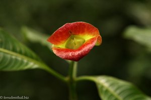 Psychotria elata, Heiße Lippen oder auch Küss-Mich-Pflanze