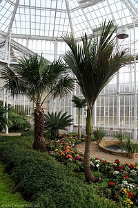 Blick durch das Palmenhaus