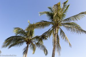 Kokospalmen am Strand beim Hilton Salalah im Oman