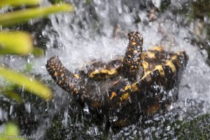 Eine Schildkröte auf der Flucht - Quindío Botanical Garden - Rettung naht.