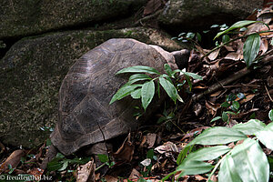 Seychellen-Riesenschildkröte nahe des Gipfels