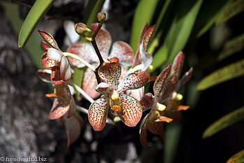 Orchidee