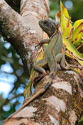 Ein Grüner Leguan am Río San Carlos