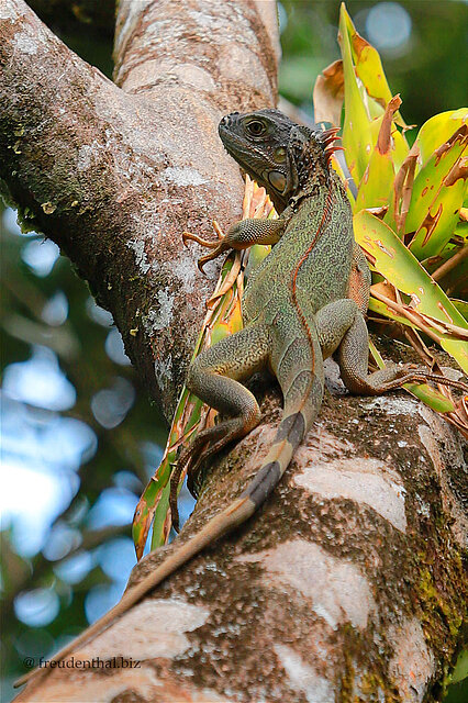 Ein Grüner Leguan am Río San Carlos