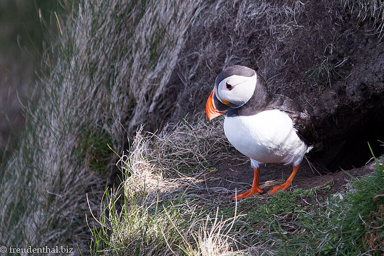 Papageitaucher vor seiner Höhle bei Sumburgh Head