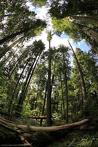 von der Wurzel bis zum Wipfel - Cathedral Grove