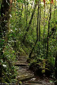 Spaziergang auf dem Silau Silau Trail