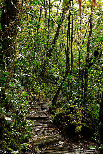 Spaziergang auf dem Silau Silau Trail