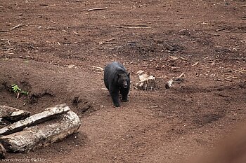 Wo ist der Fisch? Einer der Schwarzbären bei Telegraph Cove