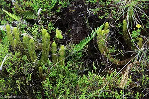 typische Vegeation im feuchten Bergland von Sao Miguel