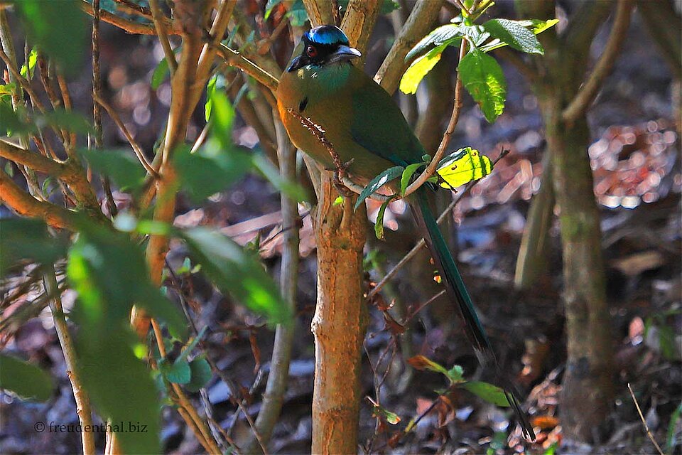 Der Motmot, auch Sägeracke, zählt zur Familie Momotidae