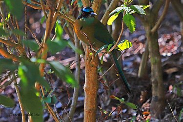 Motmot - Sägeracken - Momotidae