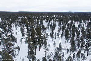 Nadelwald am Südrand vom Grand Canyon