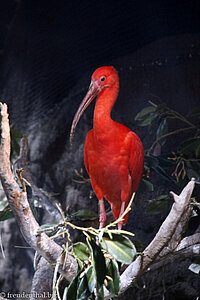 Scharlachroter Ibis im Monterey Aquarium