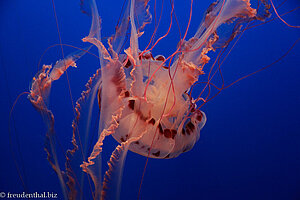 Purpurgestreifte Schirmqualle, Purple-Striped Jelly (Chrysaora colorata)