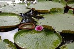 Die Wasserlilie von Pamplemousses