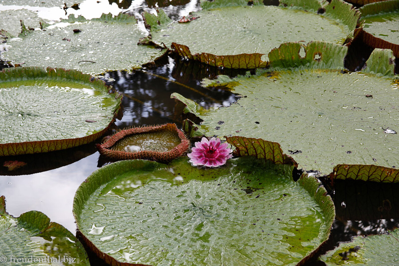 Wasserlilie Victoria Regia im Botanischen Garten von Pamplemousses auf Mauritius