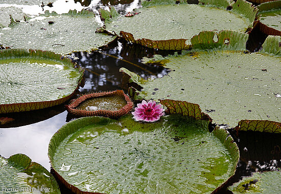 Die Wasserlilie von Pamplemousses