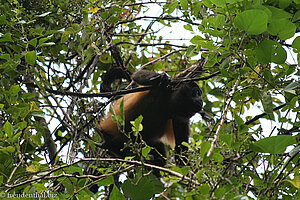 Mantelbrüllaffe (Alouatta palliata) im Nationalpark Manuel Antonio