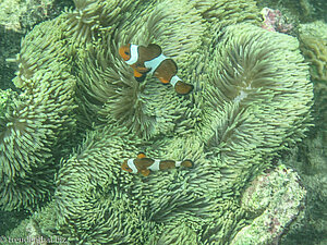 Clownsfische bei Pulau Tiga