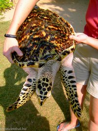 Schildkröte bei der Turtle Hatchery Kosgoda