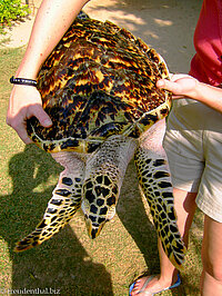 Schildkröte bei der Turtle Hatchery Kosgoda