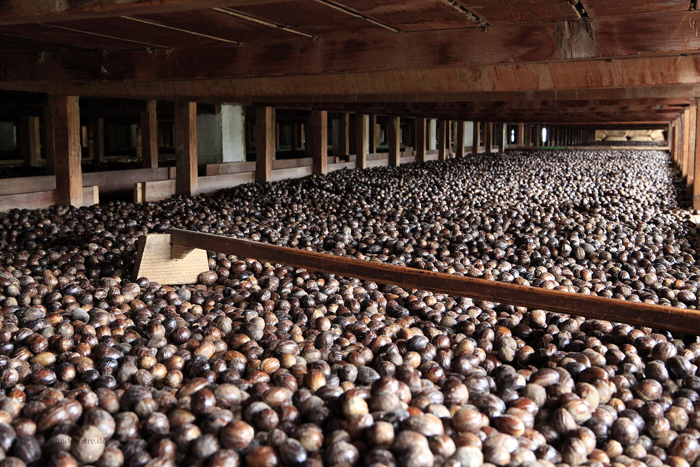zum Trocknen ausgelegte Muskatnüsse