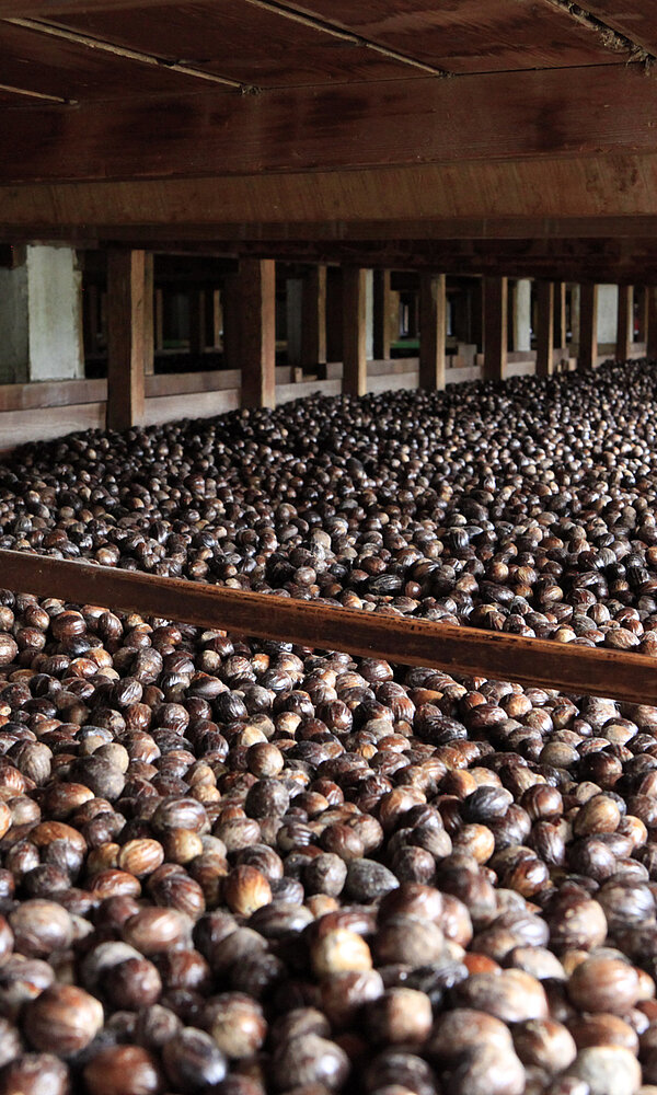 zum Trocknen ausgelegte Muskatnüsse