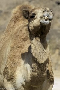 ein Kamel im Oman braucht dringend Zahnseide