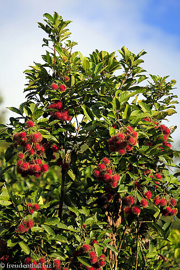 Rambutan-Baum